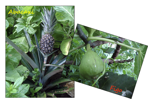 HORTA4